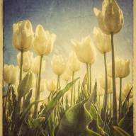 Bloemen